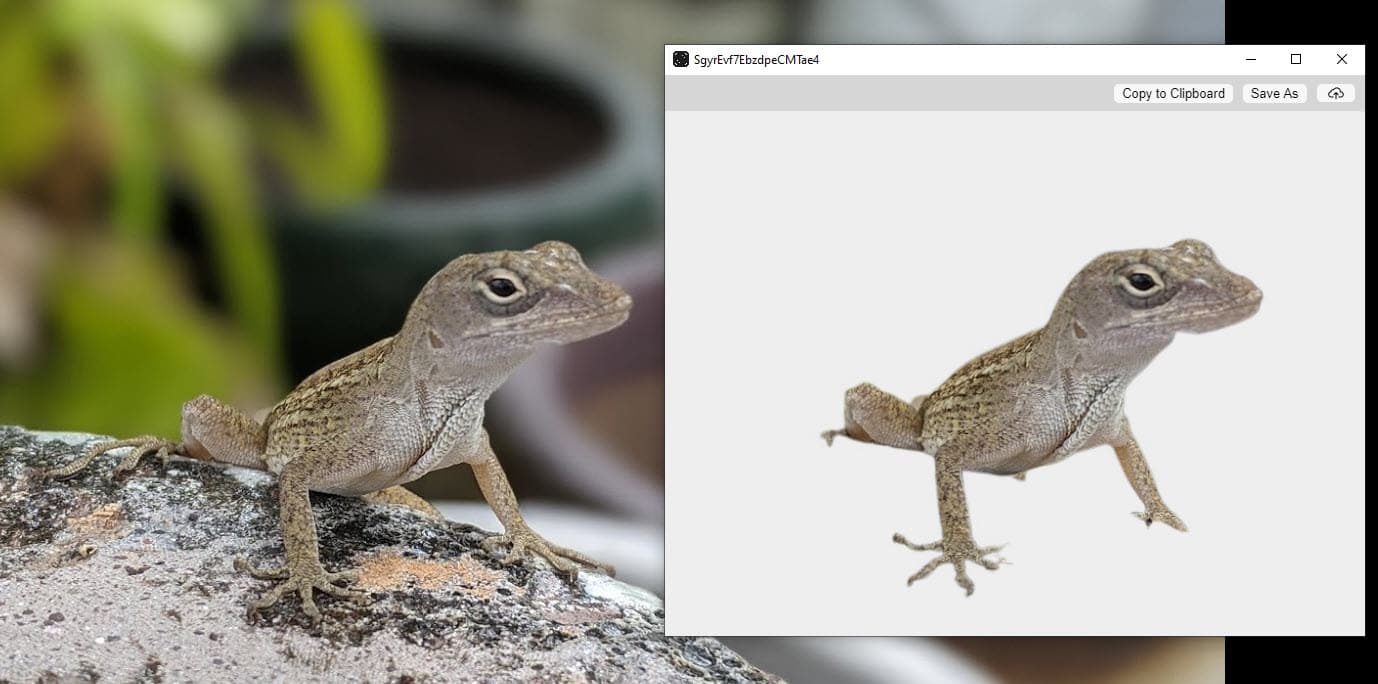 Photo of a gecko on a blurry background. AR app ClipDrop removes area around subject / gecko